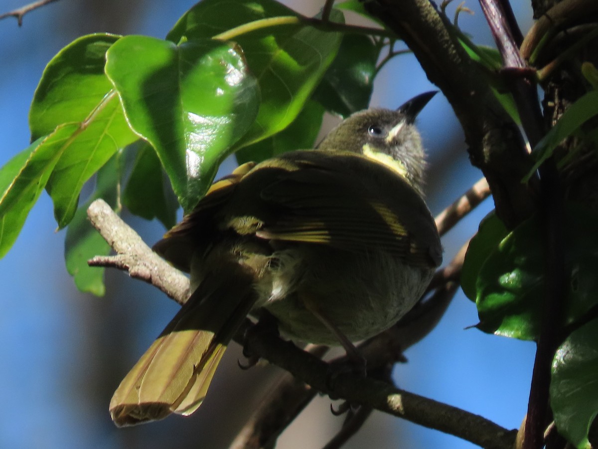 Lewin's Honeyeater - ML642699868