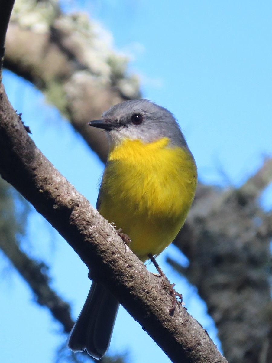 Eastern Yellow Robin - ML642699869