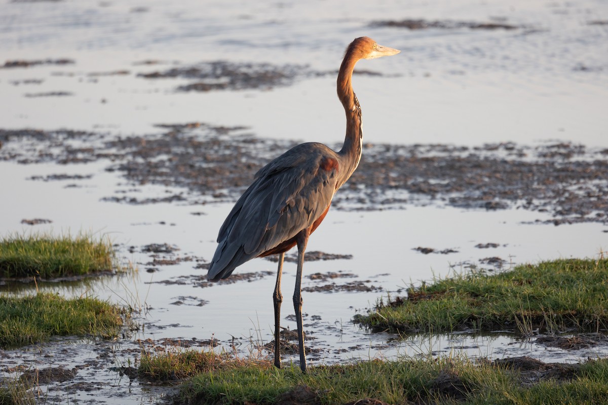 Goliath Heron - ML642699871