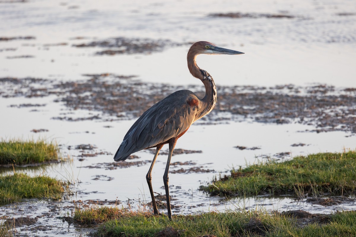 Goliath Heron - ML642699872