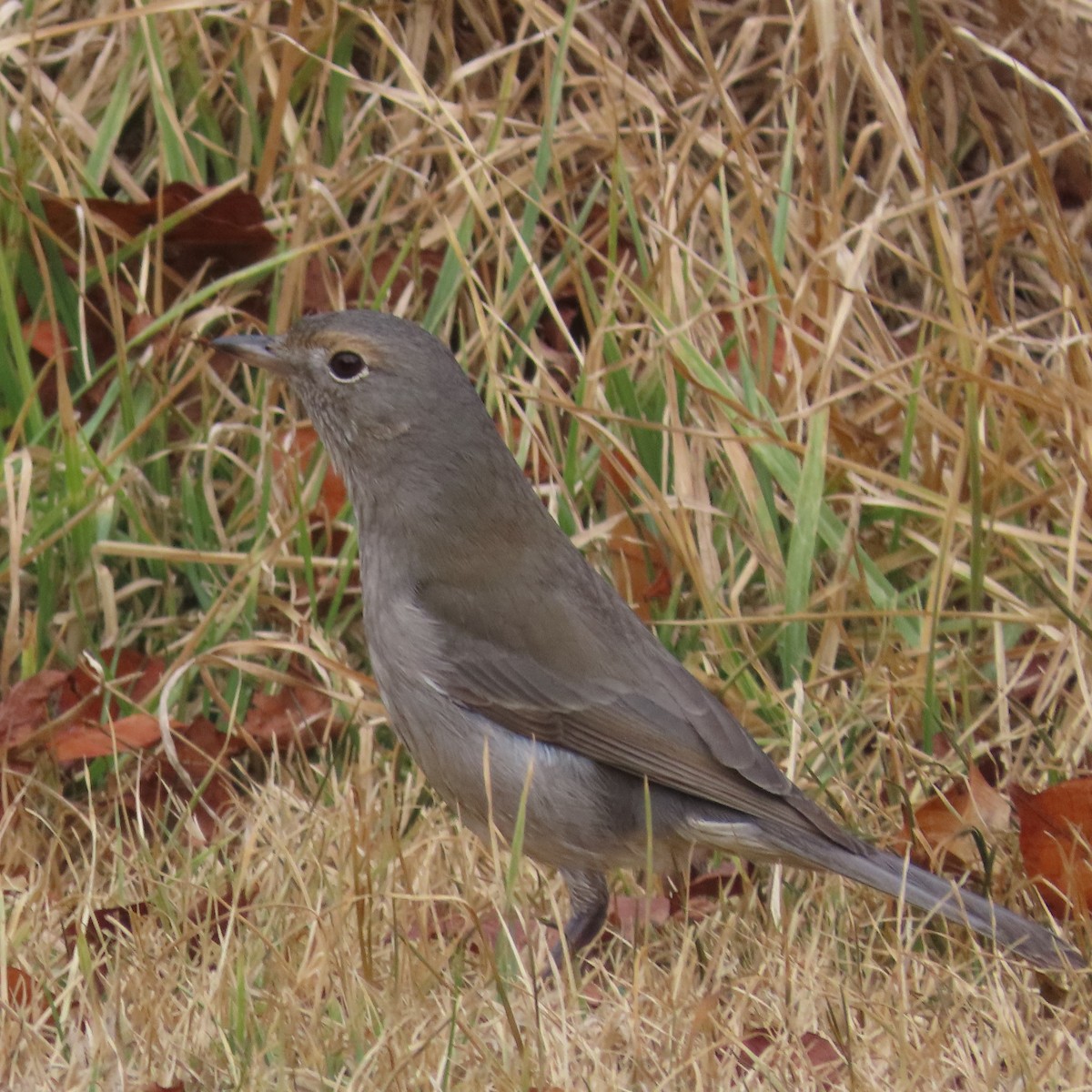 Gray Shrikethrush - ML642699873