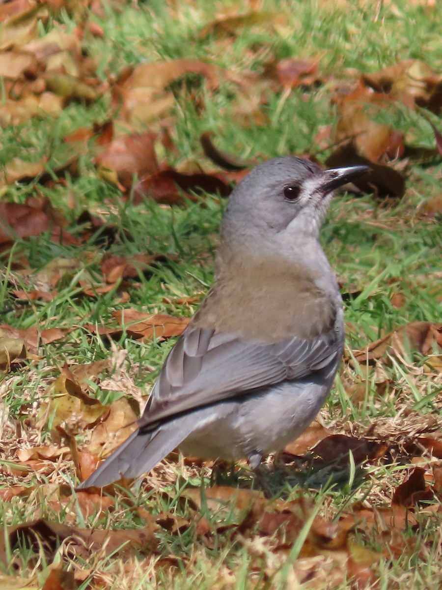 Gray Shrikethrush - ML642699874