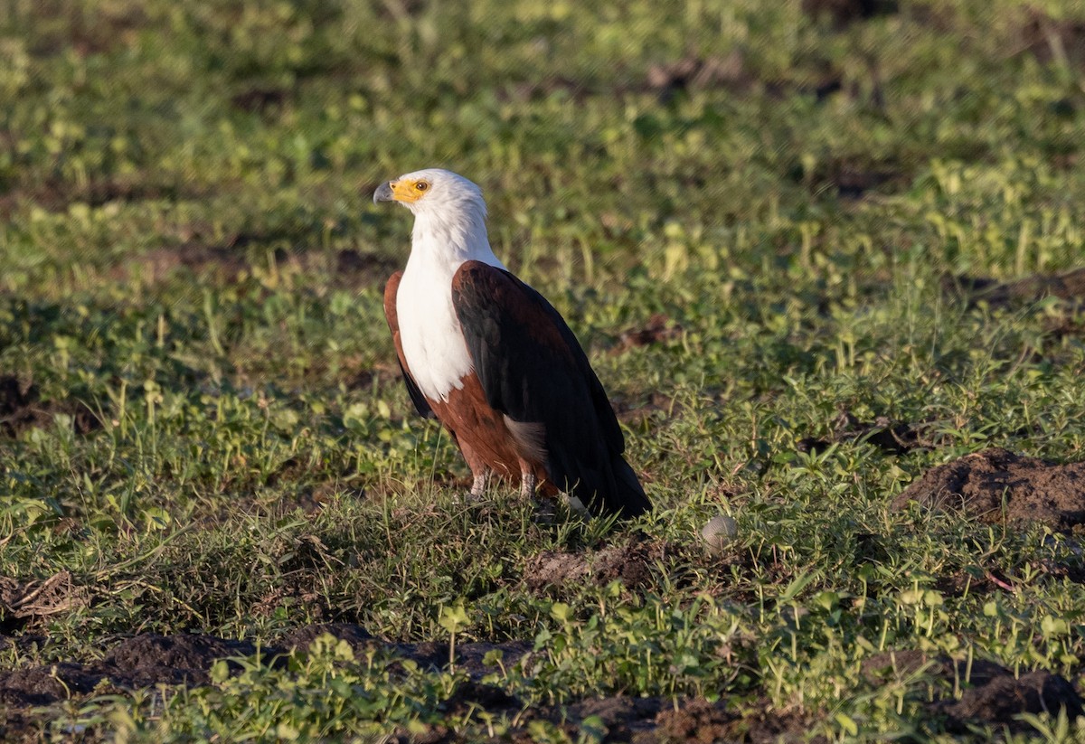 African Fish-Eagle - ML642699875
