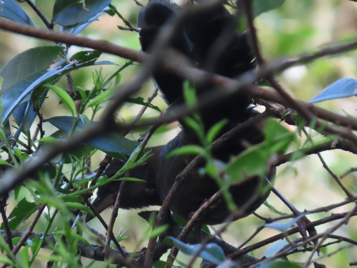 Eastern Whipbird - ML642699876