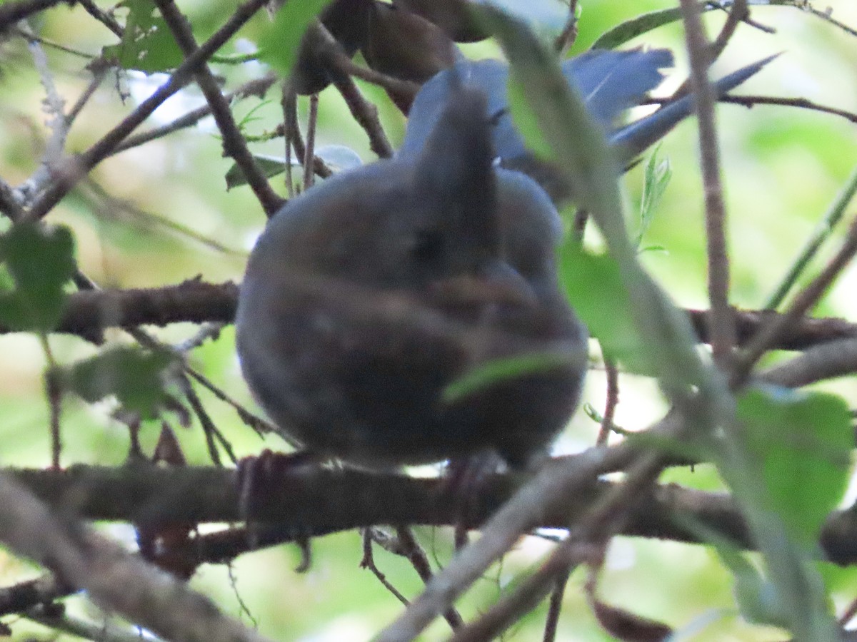 Eastern Whipbird - ML642699877