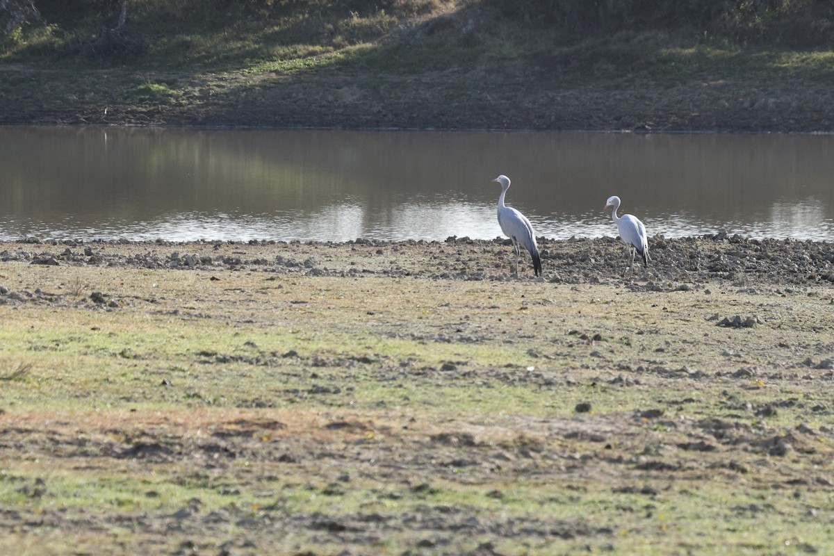 Blue Crane - ML642699878