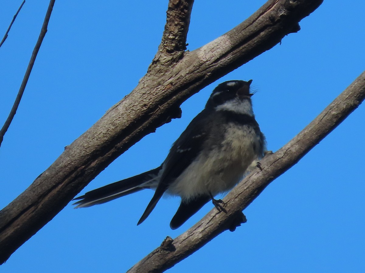 Gray Fantail - ML642699880
