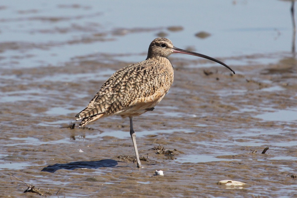 Long-billed Curlew - ML642699881