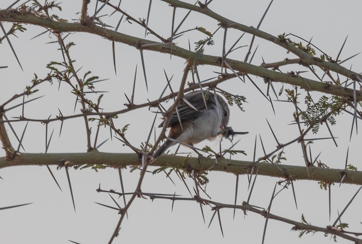 Isabelline Shrike - ML642699882