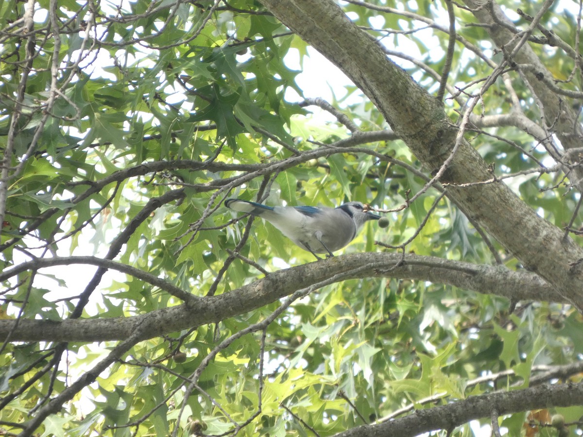 Blue Jay - ML642699883