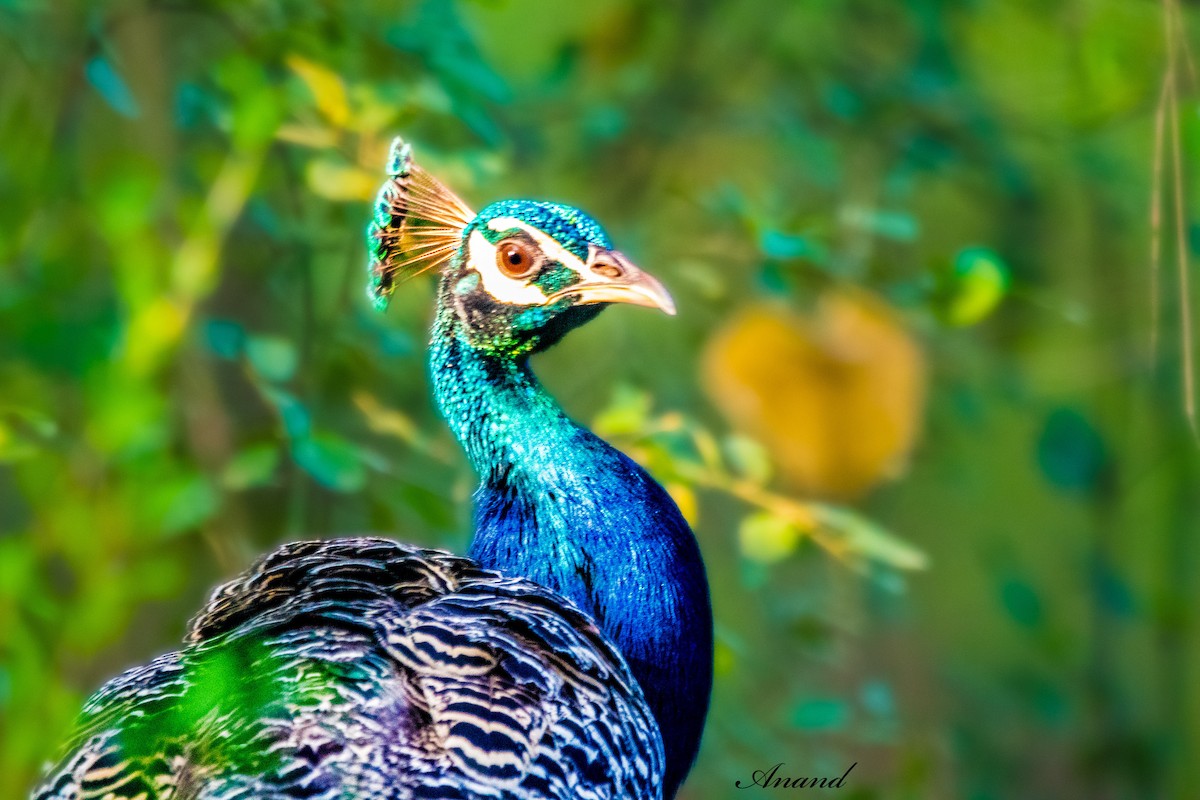 Indian Peafowl - ML642699884