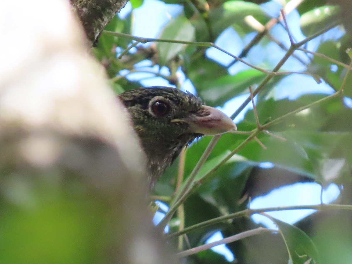 Green Catbird - ML642699885