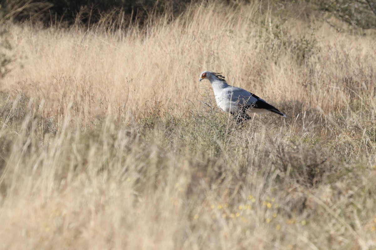 Secretarybird - ML642699886
