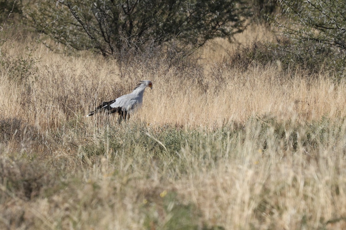Secretarybird - ML642699887