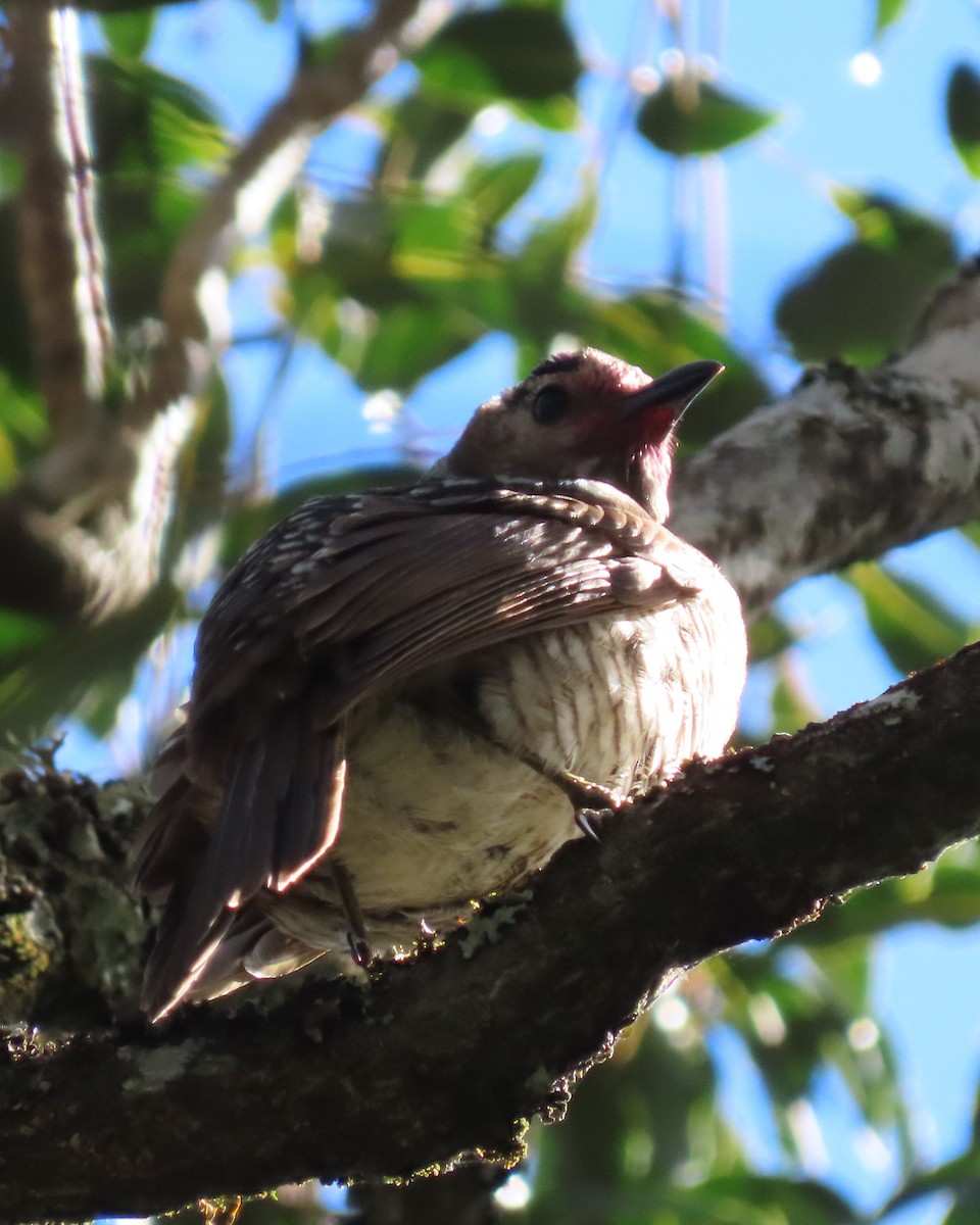 Regent Bowerbird - ML642699888