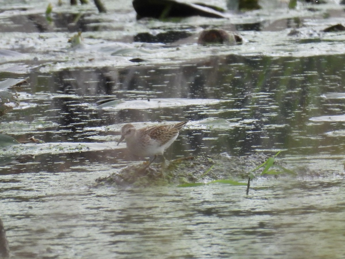 Least Sandpiper - ML642699889