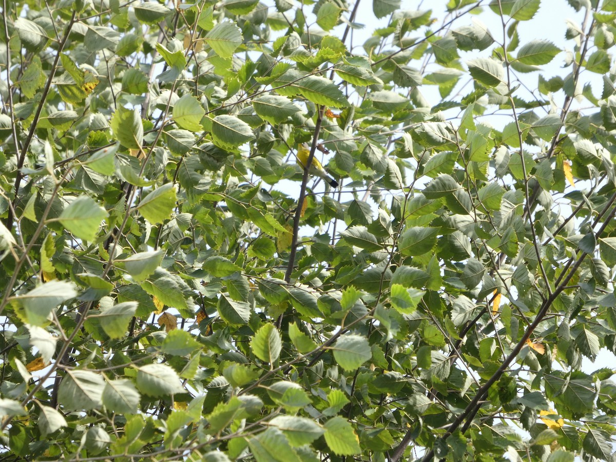 Magnolia Warbler - ML642699891