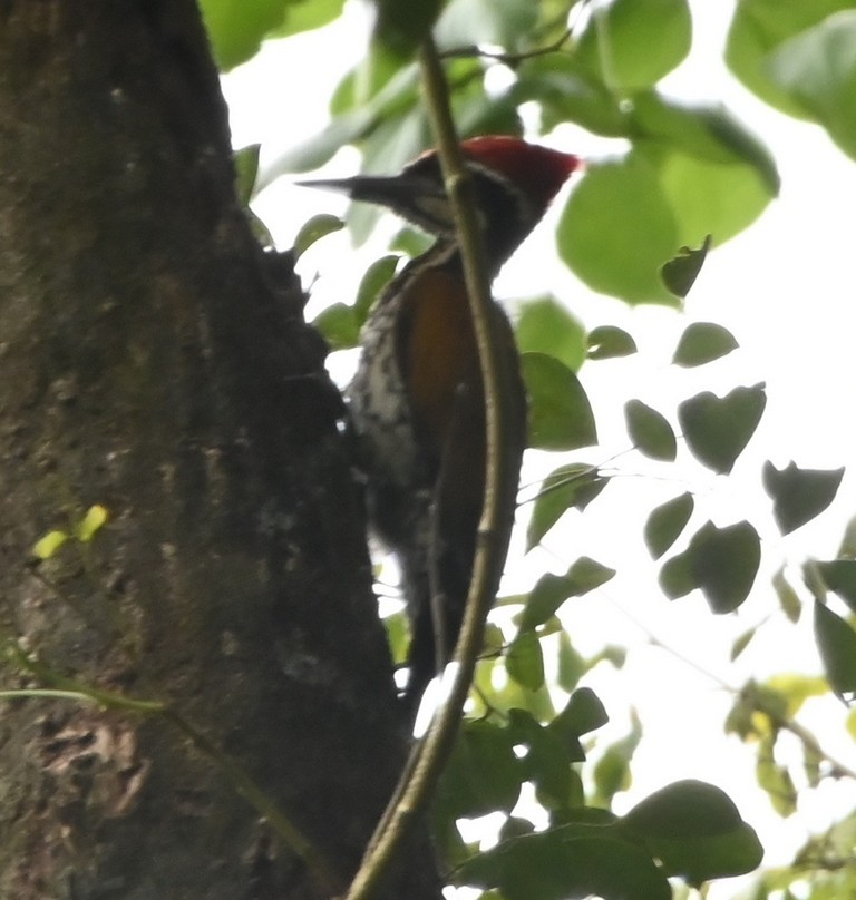 Greater/Common Flameback - ML642699895