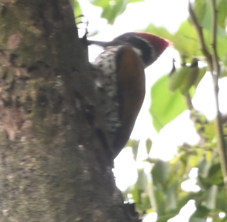Greater/Common Flameback - ML642699896