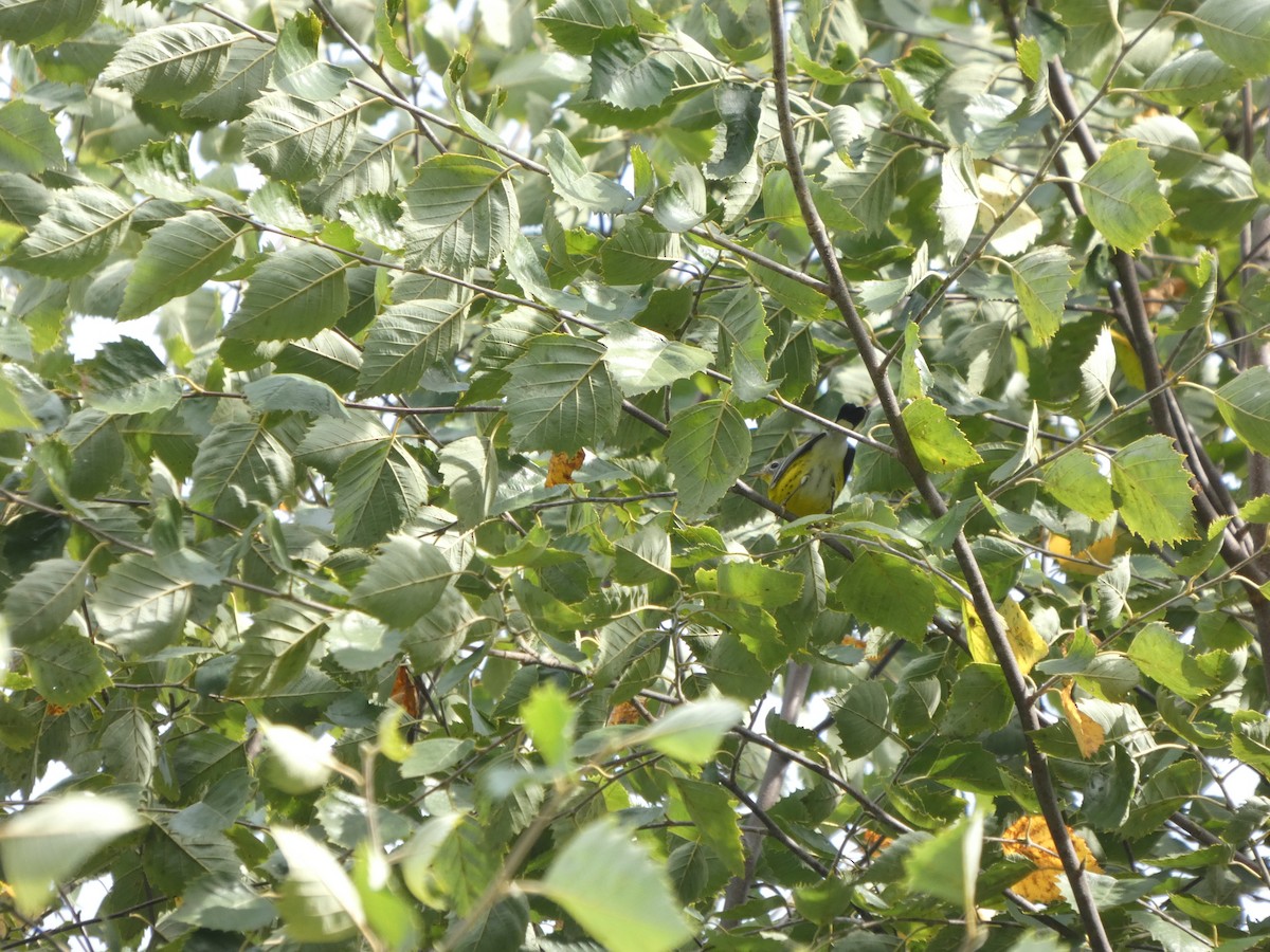 Magnolia Warbler - ML642699898