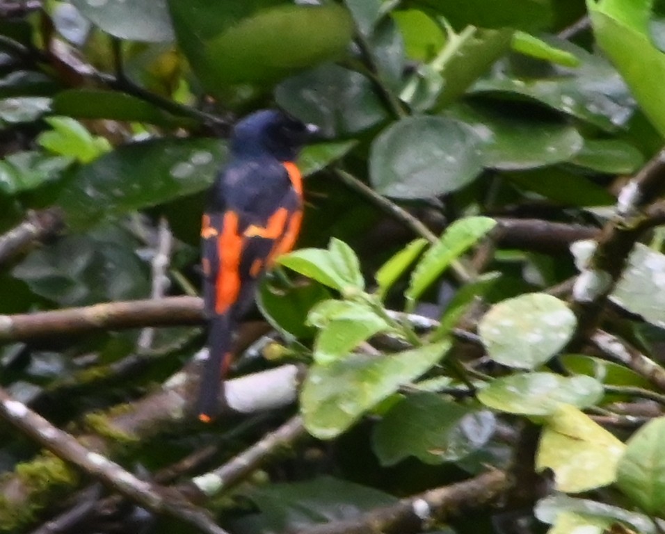 Orange Minivet - ML642699899