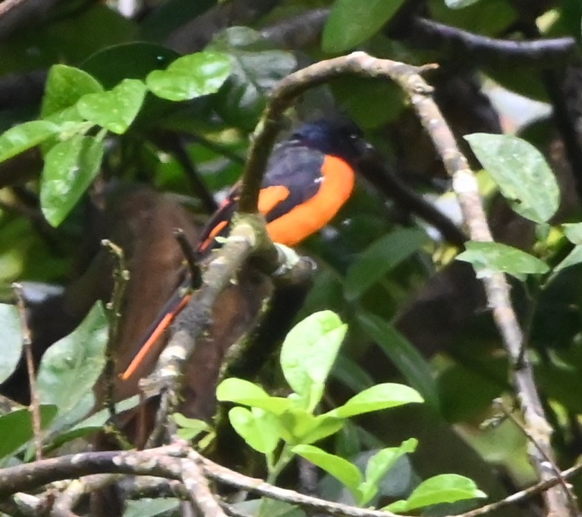 Orange Minivet - ML642699900