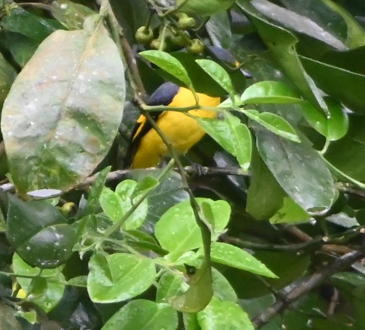Orange Minivet - ML642699901