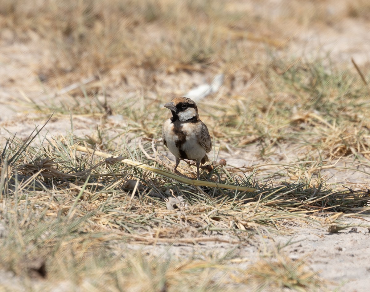 Fischer's Sparrow-Lark - ML642699905
