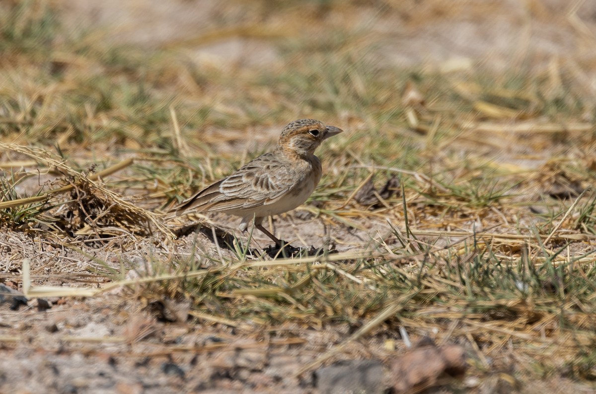 Fischer's Sparrow-Lark - ML642699906