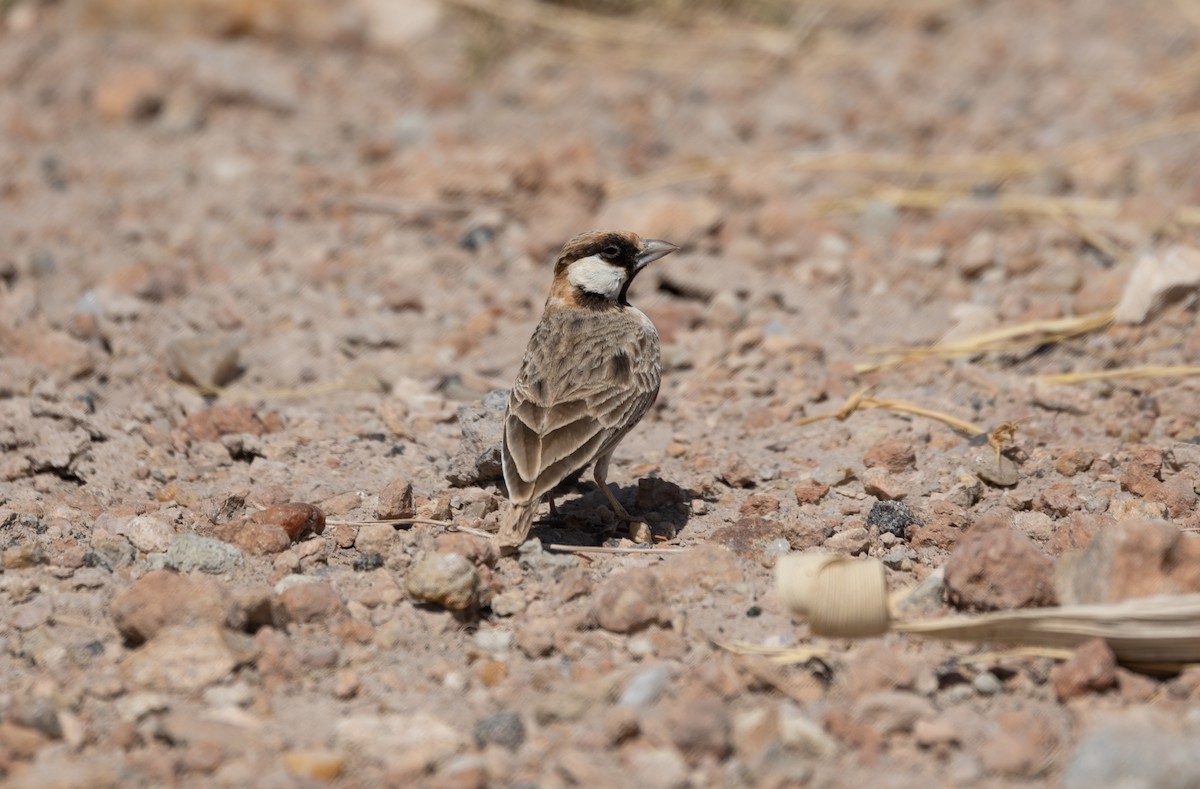 Fischer's Sparrow-Lark - ML642699907
