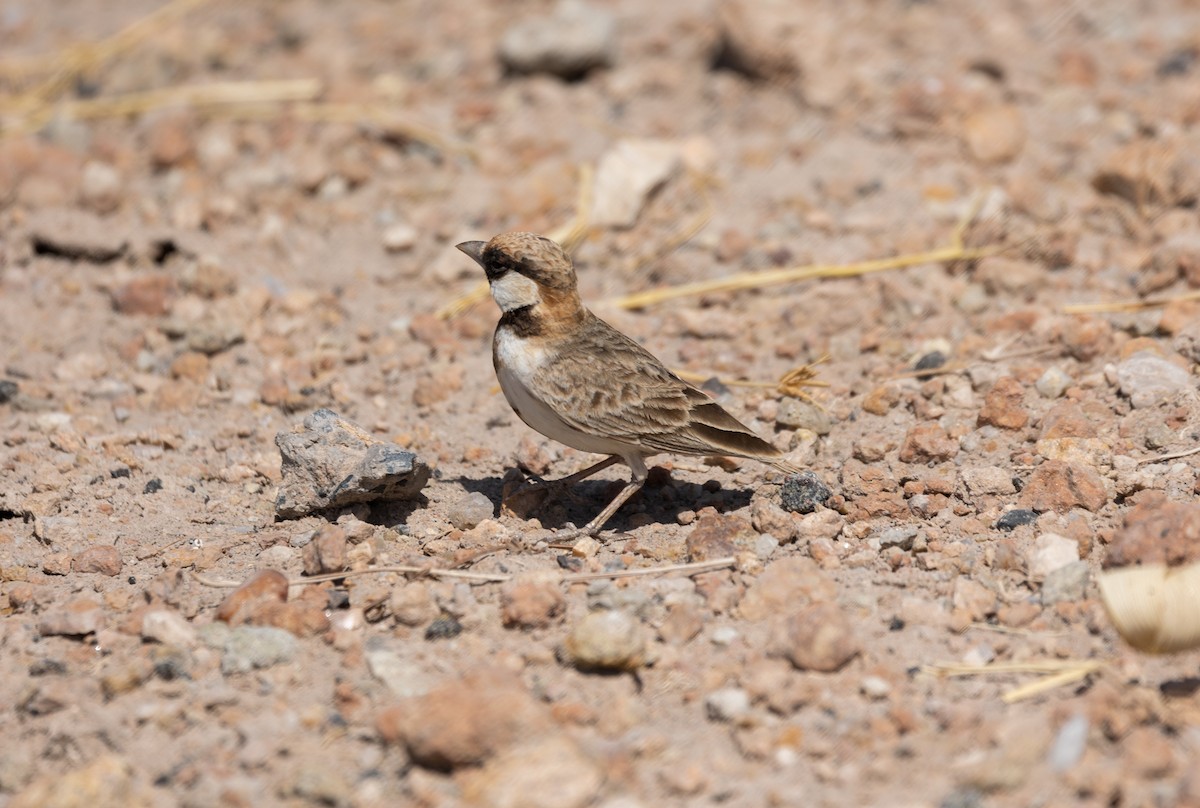 Fischer's Sparrow-Lark - ML642699908