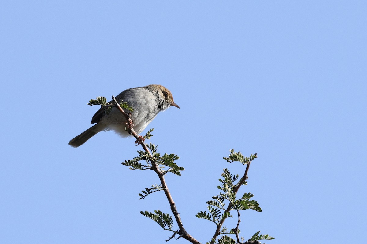 Piping Cisticola - ML642699915