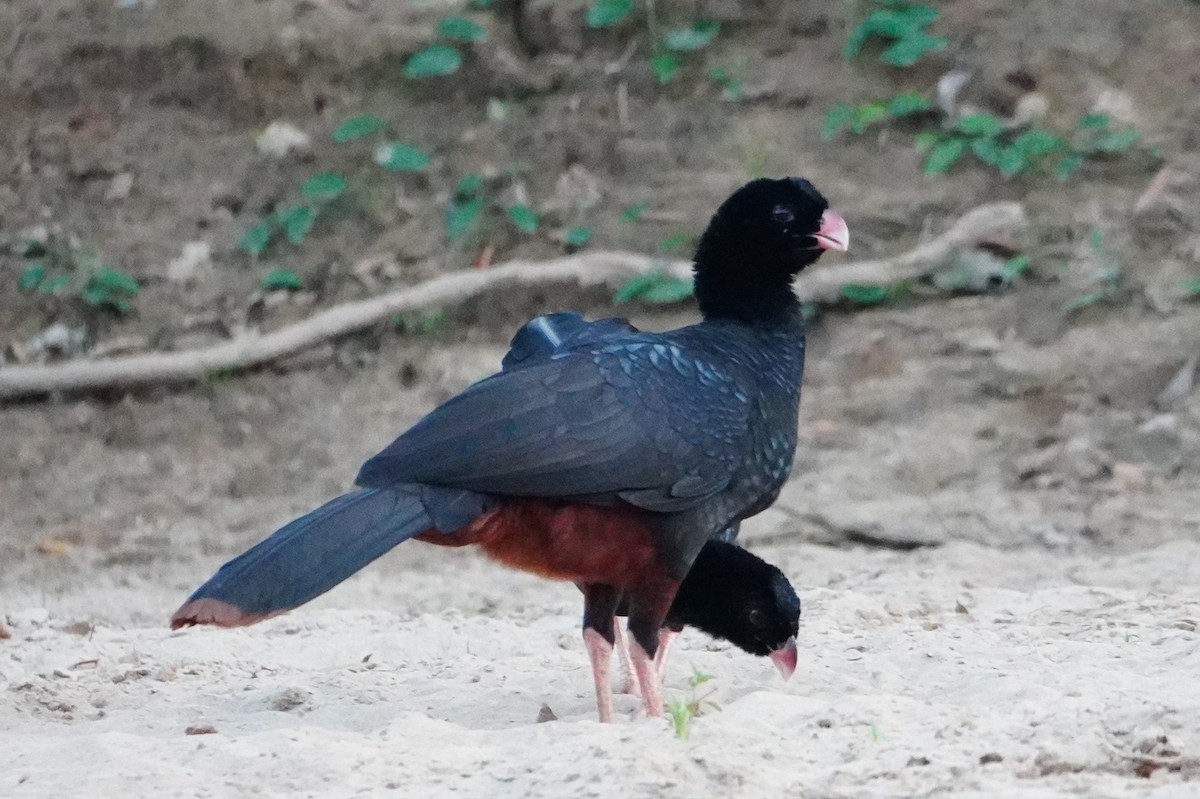 Crestless Curassow - ML642699965