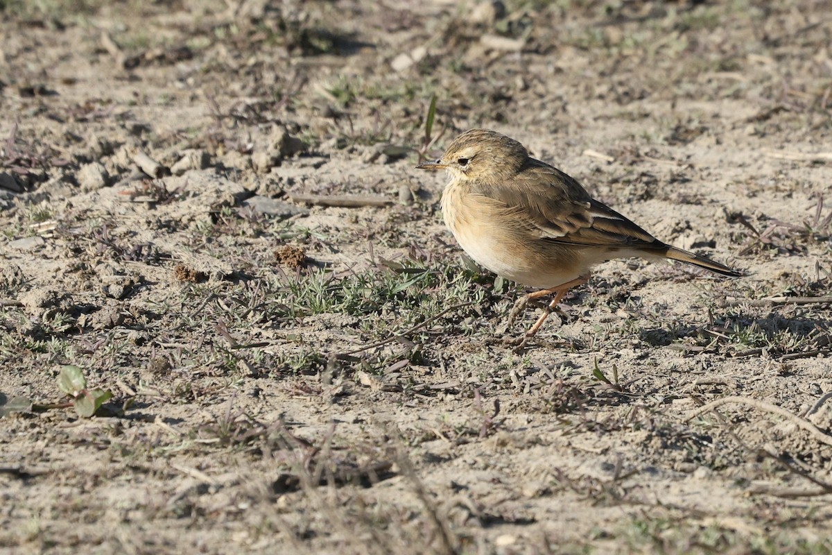 African Pipit - ML642699968