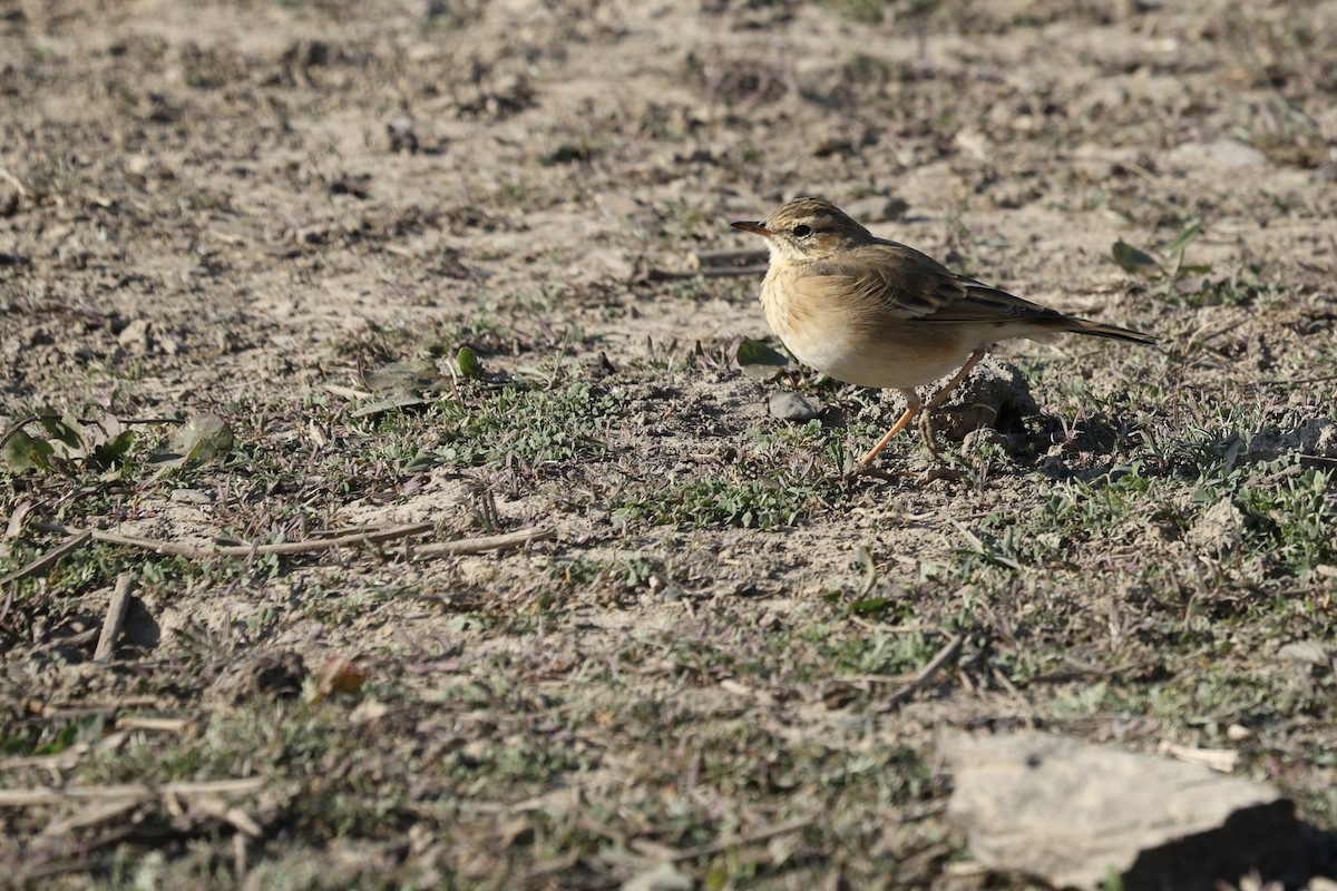 African Pipit - ML642699969
