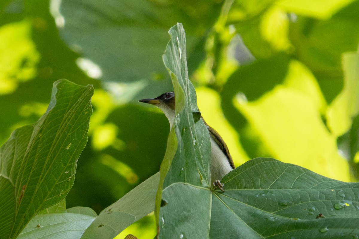 Cream-throated White-eye - ML642699971