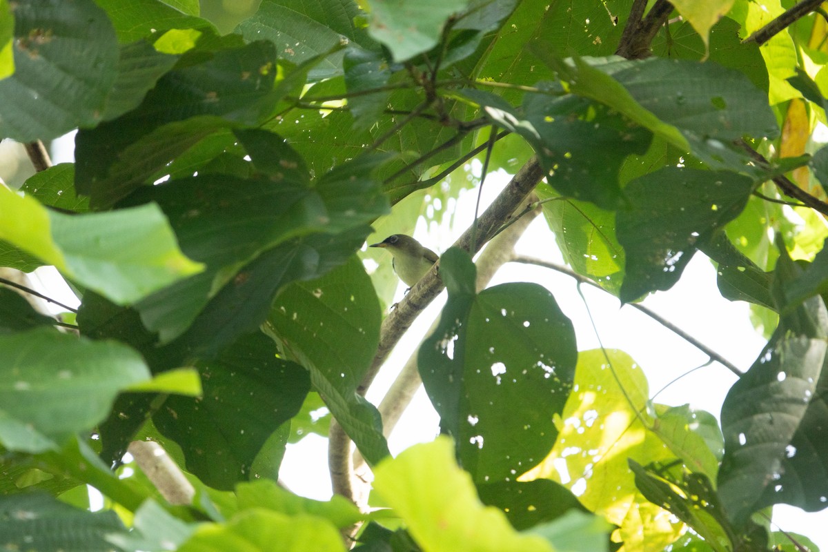 Cream-throated White-eye - ML642699972