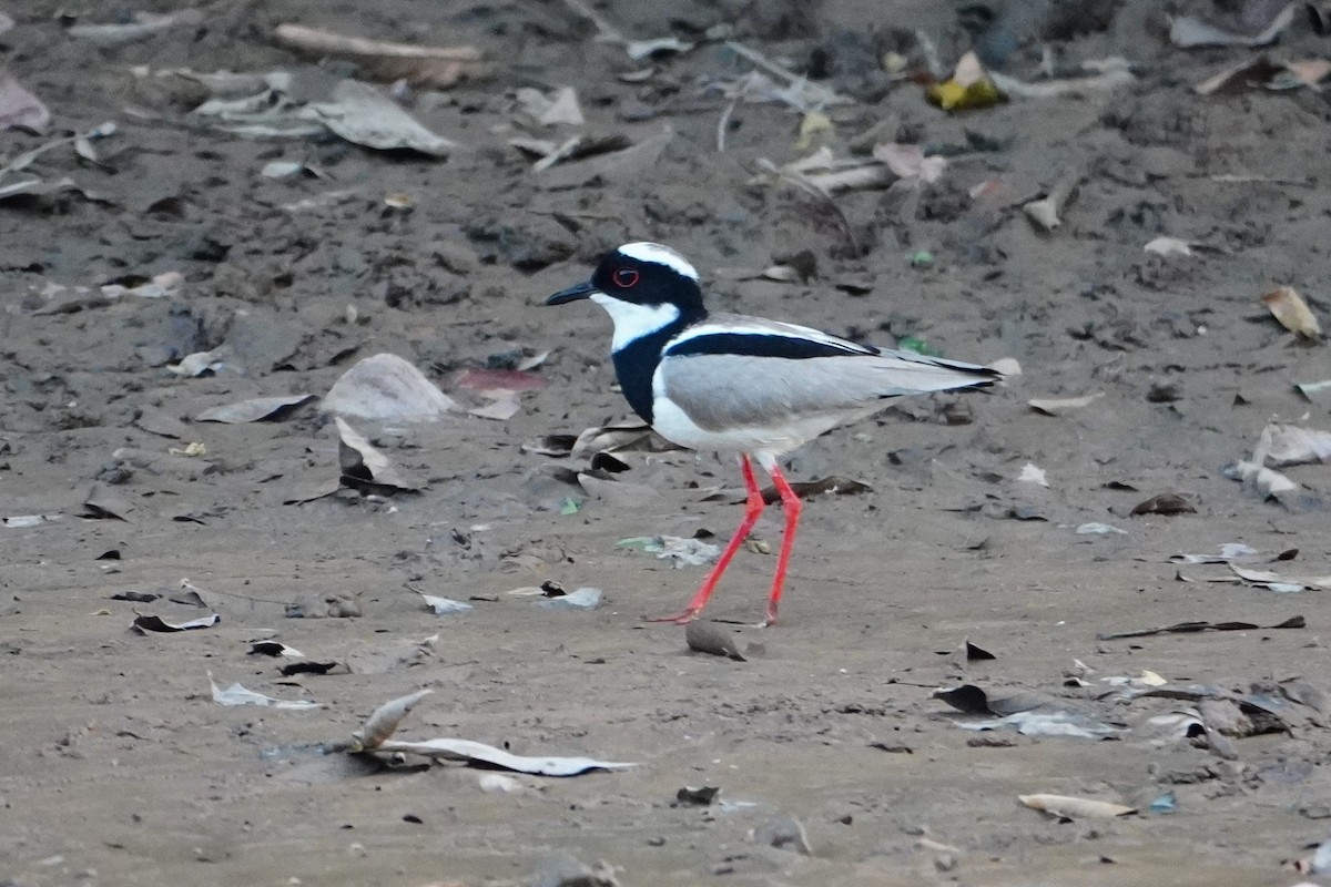 Pied Plover - ML642699974