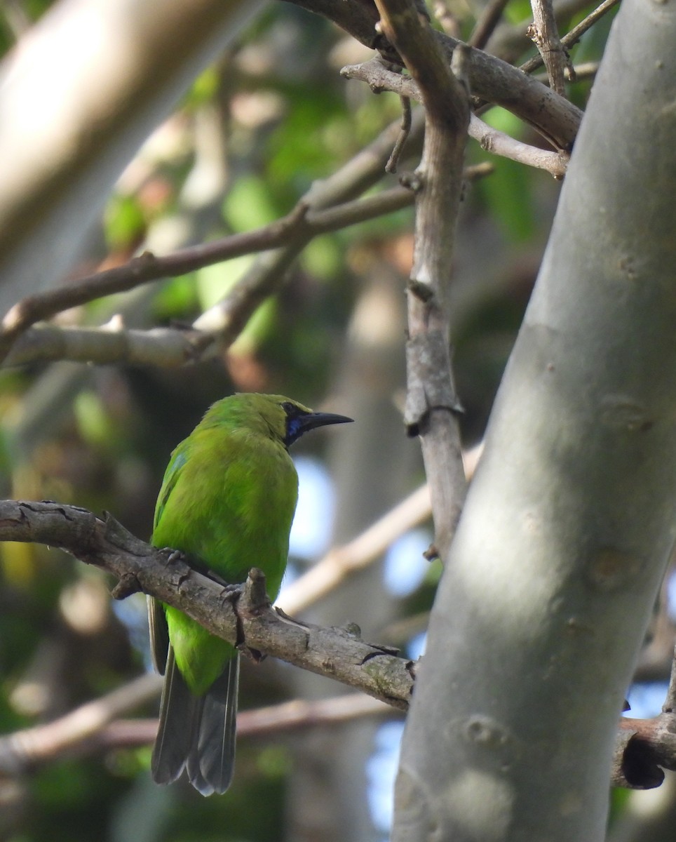 Jerdon's Leafbird - ML642699975