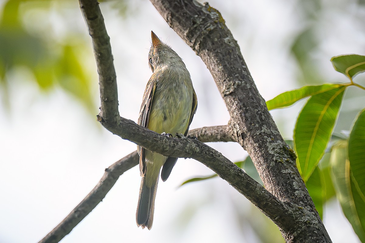 Least Flycatcher - ML642699976