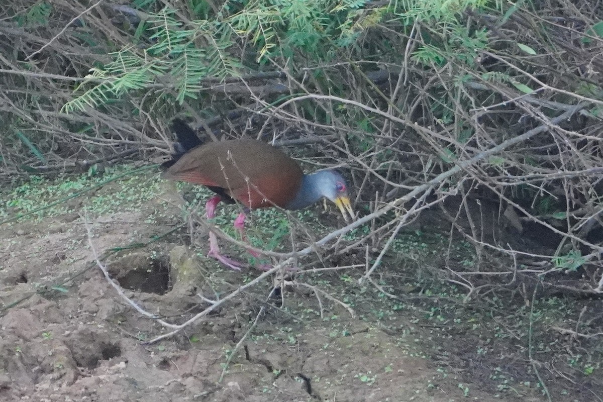 Gray-cowled Wood-Rail - ML642699977