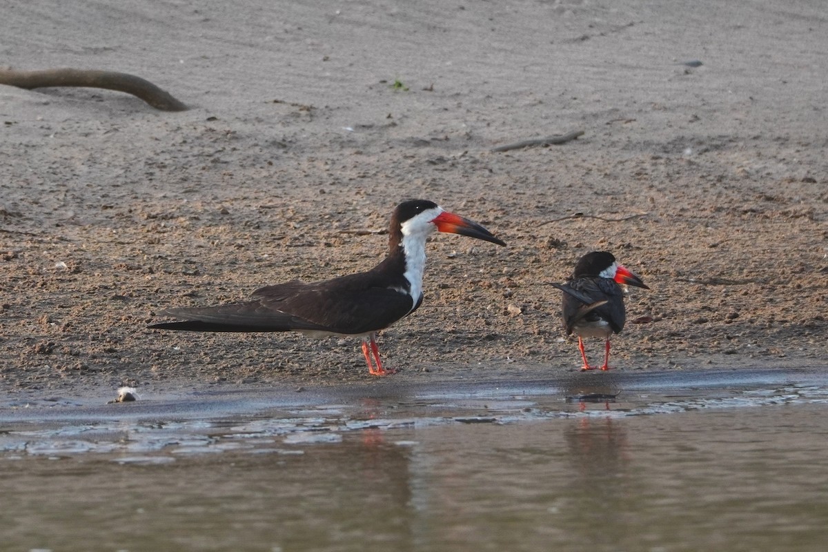 Black Skimmer - ML642699982