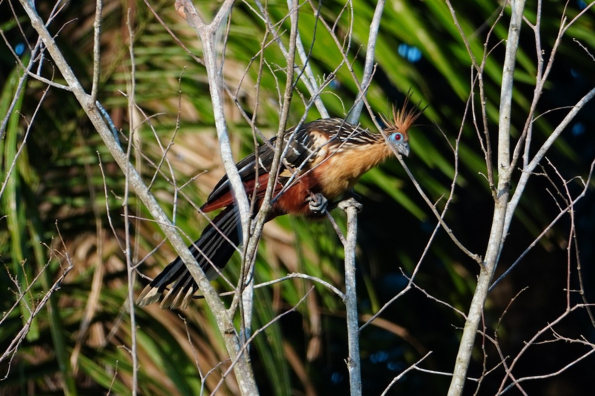 Hoatzin - ML642699983