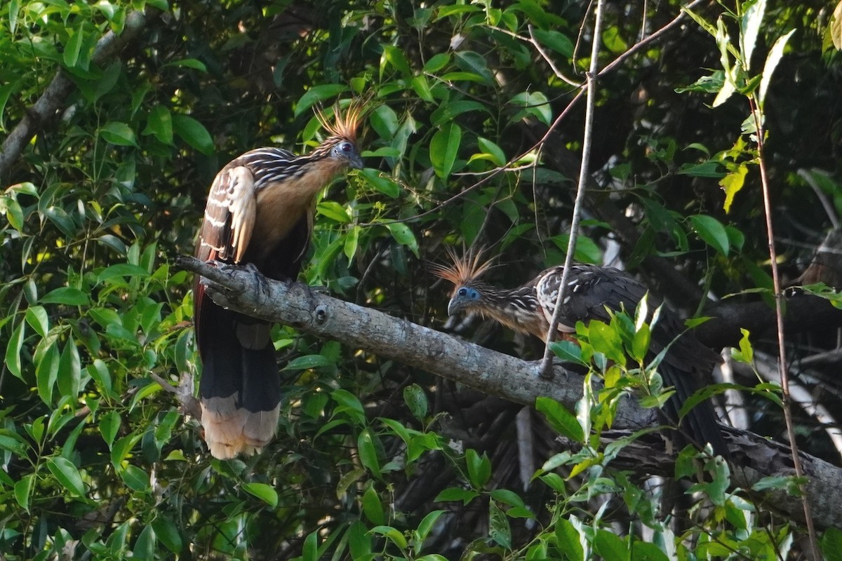 Hoatzin - ML642699984