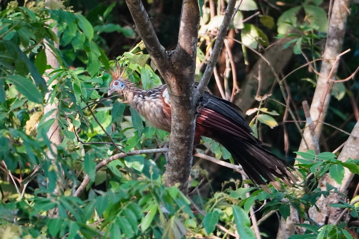 Hoatzin - ML642699985