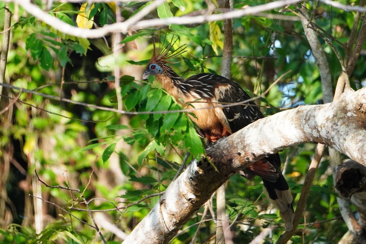 Hoatzin - ML642699986