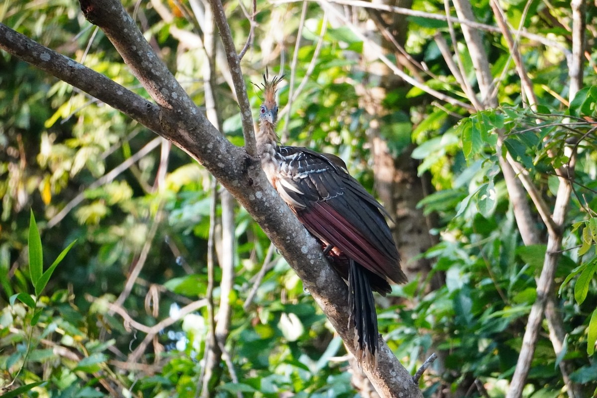 Hoatzin - ML642699987