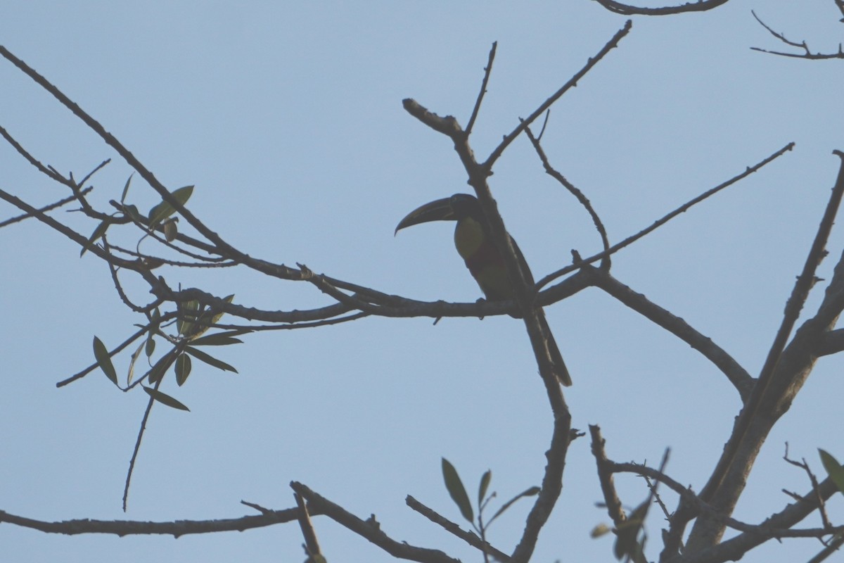 Chestnut-eared Aracari - ML642699992