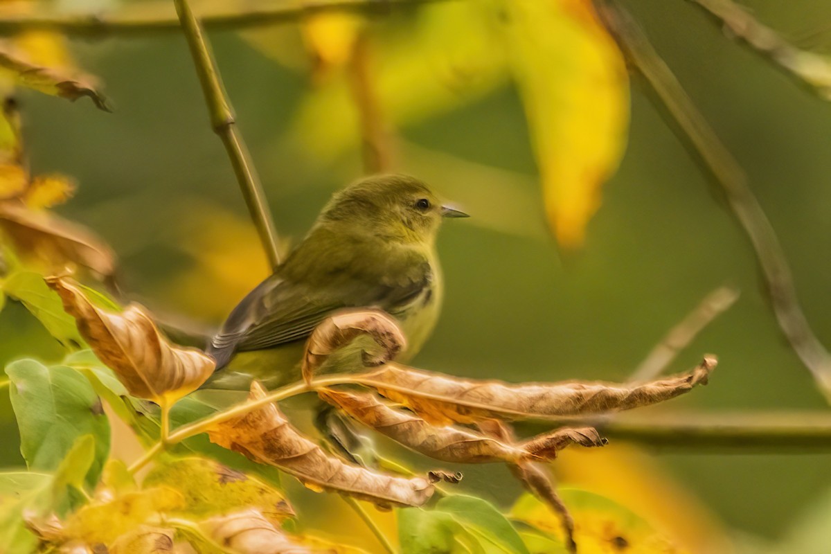 Tennessee Warbler - ML642699993