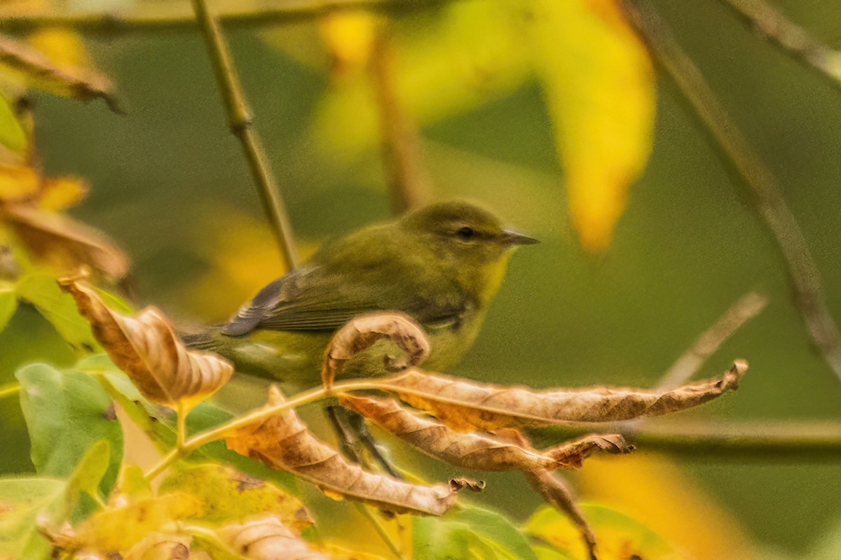 Tennessee Warbler - ML642699994